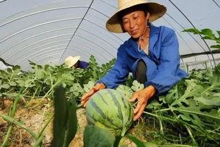 嘉禾望岗娱乐吃瓜,吃瓜群众揭秘幕后故事