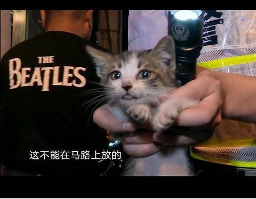娱乐吃瓜酱小猫坐公交车,萌宠坐公交，趣味横生一幕
