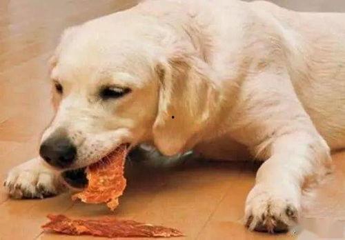 娱乐吃瓜酱狗饭盆