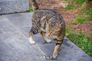 娱乐吃瓜猫咪,揭秘猫咪吃瓜背后的趣味世界